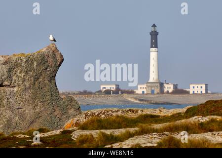 France, Manche, mer d'Iroise, Iles du ponant, Parc Naturel Régional d'Armorique (Parc Naturel Régional d'Armorique), Ile de Sein, étiqueté Les plus beaux de France (le plus beau village de France), Seagull (Larus marinus) sur un rocher en face de la phare de Goulenez Banque D'Images