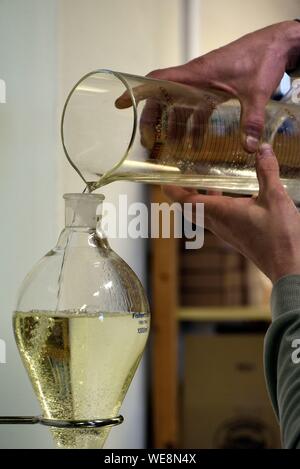 France, Doubs, Besancon, Aromacomtois, producteur d'huiles essentielles résineux du Jura par distillation, l'agriculture biologique, le sapin blanc (Abies alba), l'huile à la sortie de l'alambic est décanté Banque D'Images