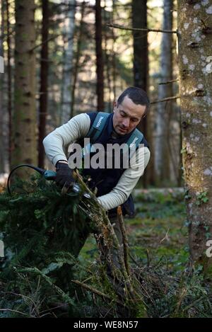 France, Doubs, Alaise, forêt, Aromacomtois, producteur d'huiles essentielles de bois du Jura à Besançon, la récolte de branches de sapin (Abies alba) pour la distillation Banque D'Images