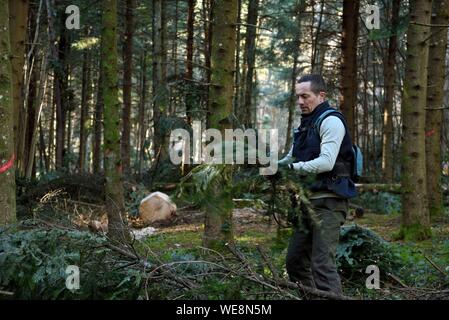 France, Doubs, Alaise, forêt, Aromacomtois, producteur d'huiles essentielles de bois du Jura à Besançon, la récolte de branches de sapin (Abies alba) pour la distillation Banque D'Images