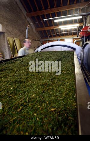 France, Doubs, Besancon, Aromacomtois, producteur d'huiles essentielles résineux du Jura par distillation, l'agriculture biologique, le sapin blanc (Abies alba), la fermeture de l'alambic, le chargement de 400 kg d'aiguilles de sapin Banque D'Images