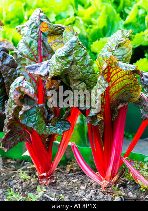 Feuille d'Aigre culinair légumes rhubarbe rouge croissant dans jardin Banque D'Images