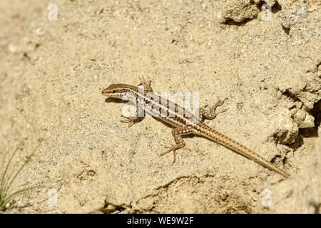 Erhard's lézard des murailles (Podarcis erhardii) femmes au repos sur banque de sable, Bulgarie, Avril Banque D'Images