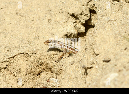 Erhard's lézard des murailles (Podarcis erhardii) femelle sur banque de sable, à la recherche de l'orifice, Bulgarie, Avril Banque D'Images