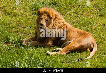 Un lion mâle portant sur l'herbe Banque D'Images