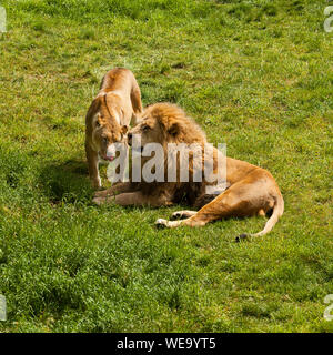 Soumission interaction entre un lion mâle et femelle Banque D'Images