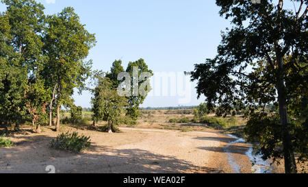 Vue sur des forêts tropicales, Sal arbres et herbage répartis sur les divisions forestières d'Umaria et Katni dans Bandhavgarh Parc national au cours d'une route tr Banque D'Images