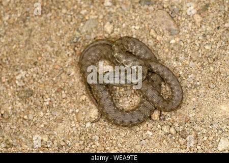 Snake (Natrix tessellata dés) reposant sur le sable, recroquevillé, Bulgarie, Avril Banque D'Images