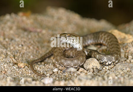 Yam's (Natrix tessellata) serpent enroulé avec langue étendu, Bulgarie, Avril Banque D'Images