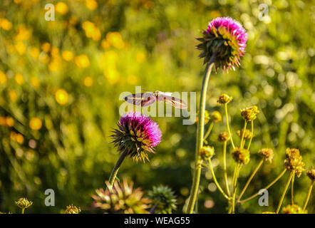 Hummingbird hawk-moth planant au-dessus d'une fleur (Macroglossum stellatarum) Banque D'Images