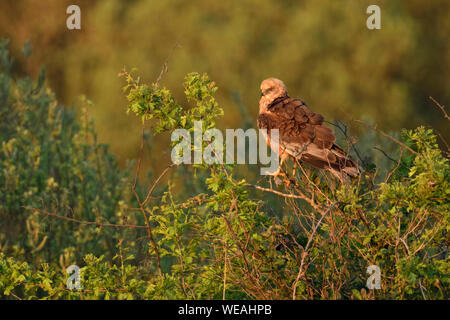 Western Marsh Harrier Rohrweihe / ( Circus aeruginosus ), mâle adulte, perché au sommet de quelques buissons, chasse de l'alimentation, de l'oiseau de proie, de la faune, de l'Europe Banque D'Images