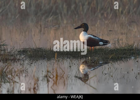 Le Canard souchet / Loeffelente ( Anas clypeata ), dans l'élevage des mâles adultes robe, assise sur une petite île dans les zones humides, première lumière du matin, de la faune Banque D'Images