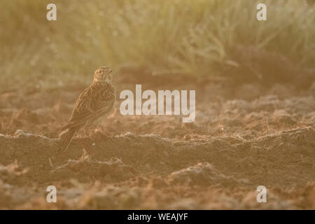 / Skylark Feldlerche ( Alauda arvensis ), des adultes au printemps, assis sur le sol, sur des terres agricoles, champ, contre-jour, vue arrière, tourner autour, de la faune, Banque D'Images