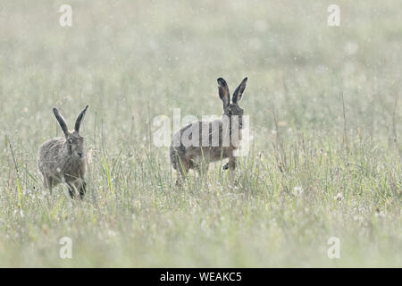 Lièvre brun / lièvres européens / Feldhasen ( Lepus europaeus ) un jour de pluie en avril, dans une prairie humide, chasse l'autre, de la faune, Euro Banque D'Images