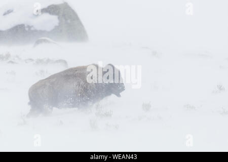 Bison d'Amérique / Amerikanischer ( Bison bison bison ) dans un blizzard, des conditions hivernales difficiles, en marchant le long de la poudrerie, NP Yellowstone, Wyoming, USA. Banque D'Images