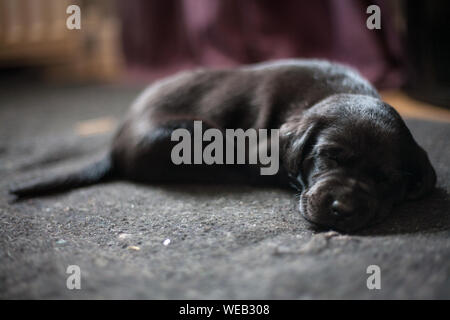 Chiot dormir sur une natte Banque D'Images