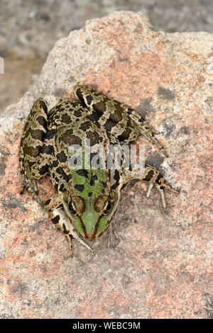 Grenouille des marais (Pelophylax ridibundus) sitting on rock, vue de dessus, la Bulgarie, Avril Banque D'Images