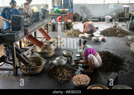 L'INDE, Karnataka, Moodbidri, usine de traitement de noix de cajou, les noix de cajou brutes importées d'Afrique sont transformés en vue de l'exportation, les femmes se fissurer et peel noix brutes Banque D'Images