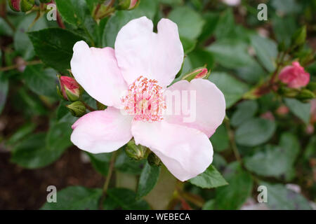 Close-up de fleurs rose pâle de la 'Rose', Rosa 'Charlatan Charlatan l' Meiguimov Banque D'Images