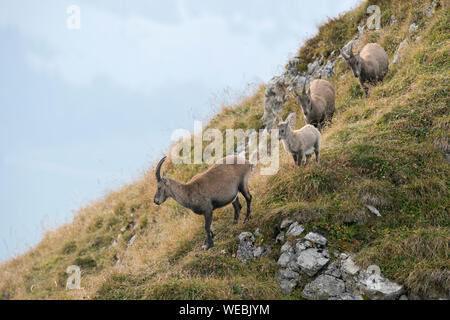 Un groupe de Bouquetin des Alpes / Steinbock / Alpensteinbock ( Capra ibex ) de descendre une colline en direction de la vallée. Banque D'Images