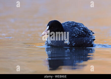 Foulque noire / Foulque macroule Fulica atra / Blaessralle ( ) avec piscine couverte de glace sur beau plumage coloré, de l'eau chaude-froide contraste. Banque D'Images