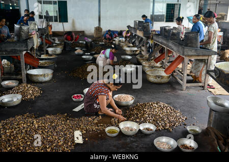 L'INDE, Karnataka, Moodbidri, usine de traitement de noix de cajou, les noix de cajou brutes importées d'Afrique sont transformés en vue de l'exportation, les femmes se fissurer et peel noix brutes Banque D'Images