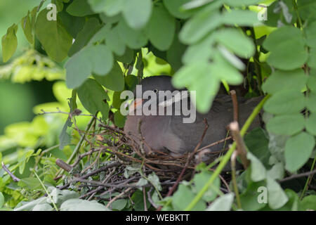 Pigeon ramier / Ringeltaube ( Columba palumbus ) nidification, reproduction, leurs œufs, l'éclosion, caché dans un arbre, très prudent et secret, l'Europe. Banque D'Images