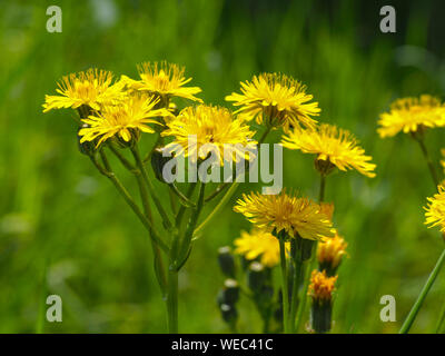 Les bourgeons et fleurs de pissenlit jaune dans une prairie d'été Banque D'Images