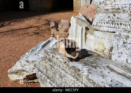 Les chats dormir parmi ruines à Cordoue (Espagne) Banque D'Images