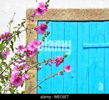 Le Sunny View en face d'une fenêtre avec volets d'une vieille maison de ferme, avec un buisson de fleurs roses et de fleurs qui y poussent de nombreux Banque D'Images