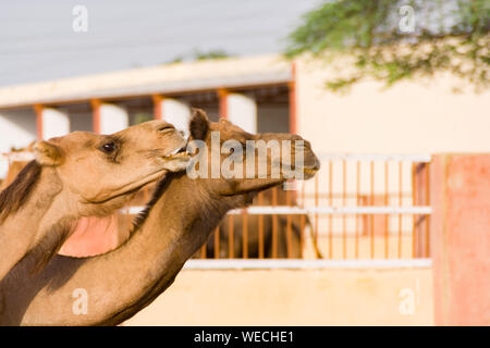 Des chameaux dans le Centre National de Recherche sur les Camel Banque D'Images