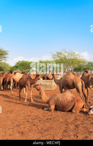 Des chameaux dans le Centre National de Recherche sur les Camel Banque D'Images