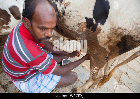 L'Inde, le Tamil Nadu, Chidambaram, fermier qui trait une vache à la main. Banque D'Images