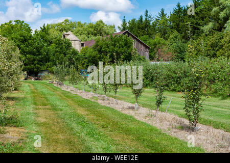 En regardant un vieux verger à une vieille grange et silo atteignant un sommet des arbres. Banque D'Images