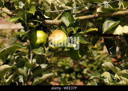 'Apple' Lord Derby Malus. Banque D'Images