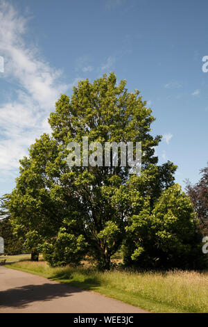 Tulip Tree. Liriodendron tulipifera, Banque D'Images