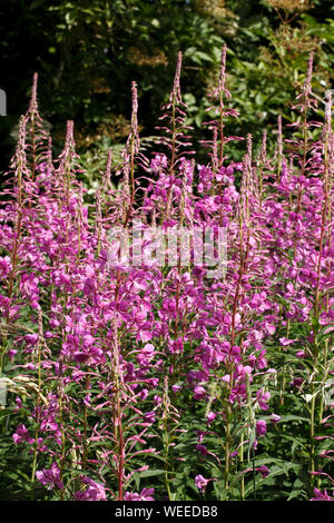 Rosebay willowherb, Chamaenerion angustifolium, fireweed (wildflower. Banque D'Images