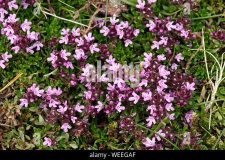 Conte de la digitale pourpre, la trientale boréale, Alpine Balsam, foie, Baumier Erinus alpinus, la floraison Banque D'Images