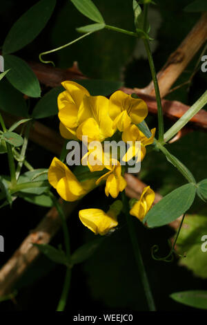 Lotus corniculatus lotier corniculé, Fabaceae, Banque D'Images