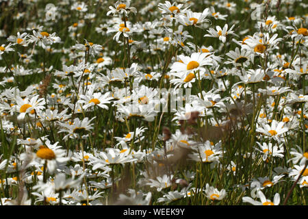 Banque de la marguerite blanche des fleurs. Banque D'Images