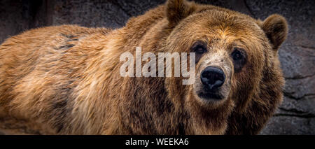 'Captifs' ours brun (Ursus arctos), un Grizzli, au Michigan City, Indiana Zoo. Banque D'Images