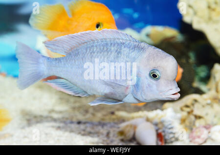 Beau bleu poissons nagent dans l'aquarium. Selective focus Banque D'Images