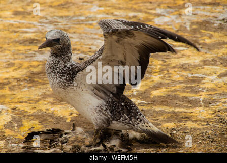 Port Chalmers, Nouvelle-Zélande, faune, animaux, troupeau d'oiseaux Banque D'Images