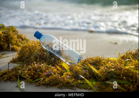 Une bouteille d'eau en plastique est assise sur un lit d'algues sargasses échoués sur une plage tropicale, mettant en lumière la crise mondiale de la pollution en plastique Banque D'Images