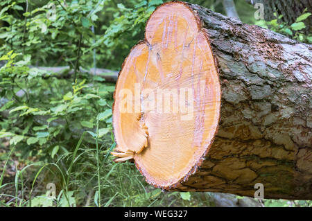 Arbre scié dans la forêt, propre coffre de sciages de Pin Banque D'Images