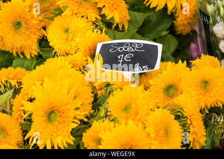 Le tournesol à vendre dans un Paris, France boutique de fleurs avec étiquette de prix en euros Banque D'Images