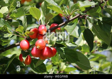 Pommes rouges sur un arbre dans un jardin d'été, selective focus. Paradis des fruits mûrs apple suspendu à une branche avec des feuilles vertes Banque D'Images
