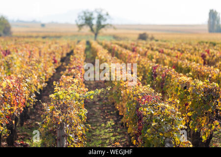 Meursault village et vignes sur la Grande Route des Vins près de Beaune, bourgogne, france, automne Banque D'Images