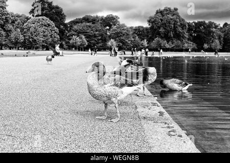 Les oies sauvages à Kensington Gardens à Londres Banque D'Images