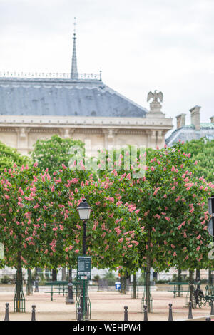 Les marronniers en fleurs à la Place Dauphine, Paris, France Banque D'Images